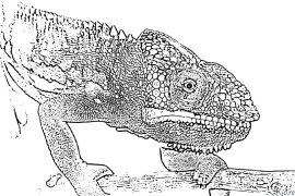 chameleon Coloring Pages To Print